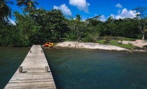 Mangrove, Martinique blog voyage