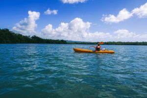 Mangrove, Martinique blog voyage