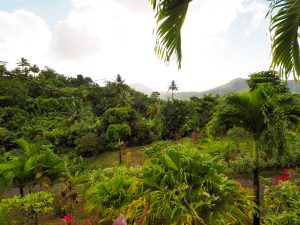 Plantation beauregard martinique