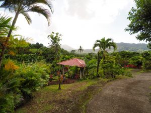 Plantation beauregard martinique